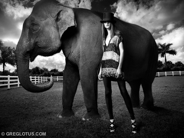 Animals 7