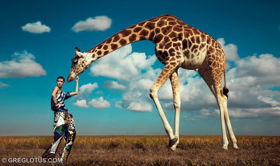 grazing giraffe