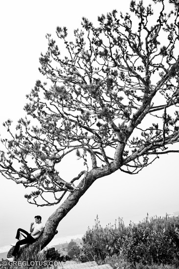 Gallery The Tree